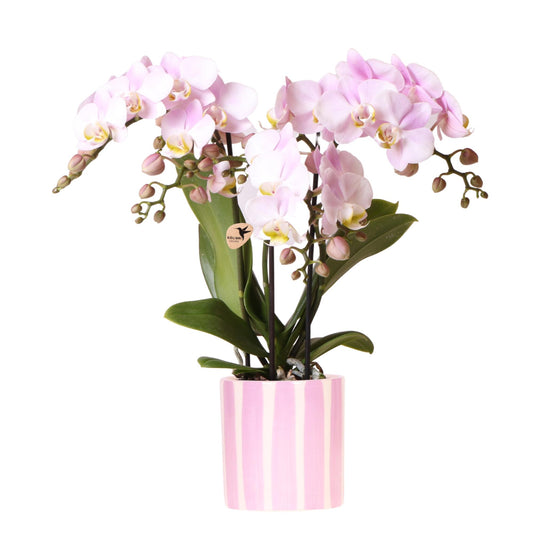 Orchidee colibrì | Orchidea Phalaenopsis rosa Portogallo + Painted Stripe vaso rosa - dimensioni vaso Ø9cm | pianta d'appartamento in fiore - fresca dal coltivatore