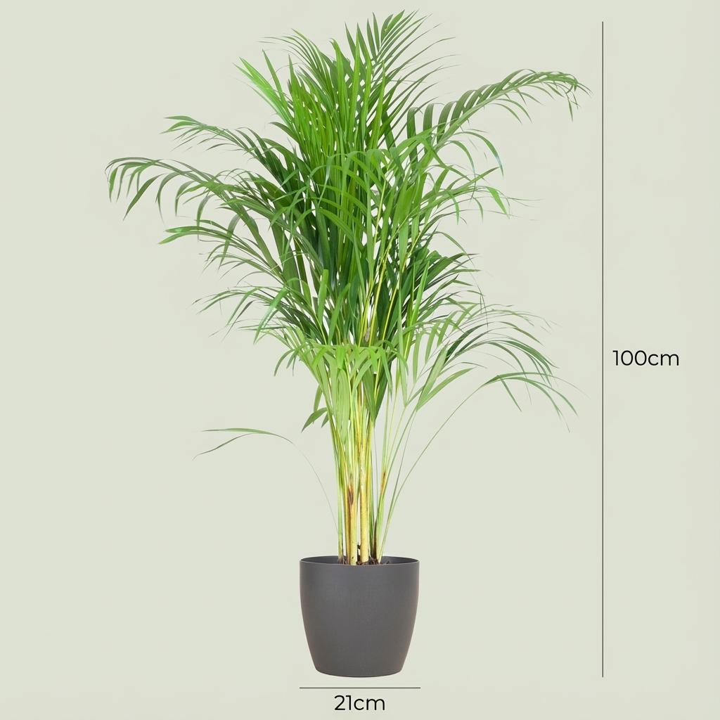 Areca Palm (Dypsis)  with Potter Gray - 100cm - Ø21