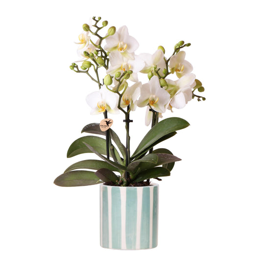 Orchidee Hummingbird | orchidea phalaenopsis bianca Losanna + vaso decorativo Painted Stripe turchese - dimensioni del vaso Ø9cm | pianta da appartamento fiorita - fresca dal coltivatore