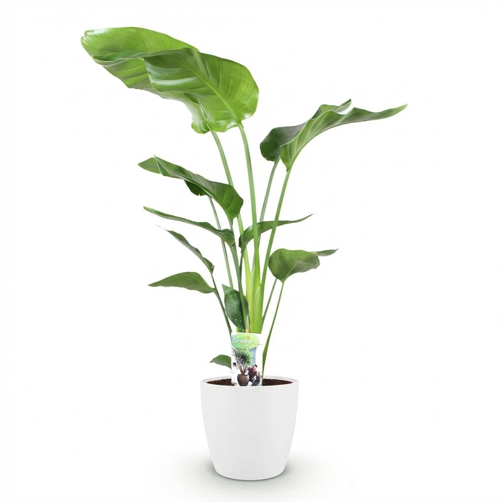 Green boutiQ - Houseplants - Strelitzia Nicolai - Bird of Paradise - Low maintenance - Green - 1 Plant - with Potter White - Pot 21cm - Height 110-120cm