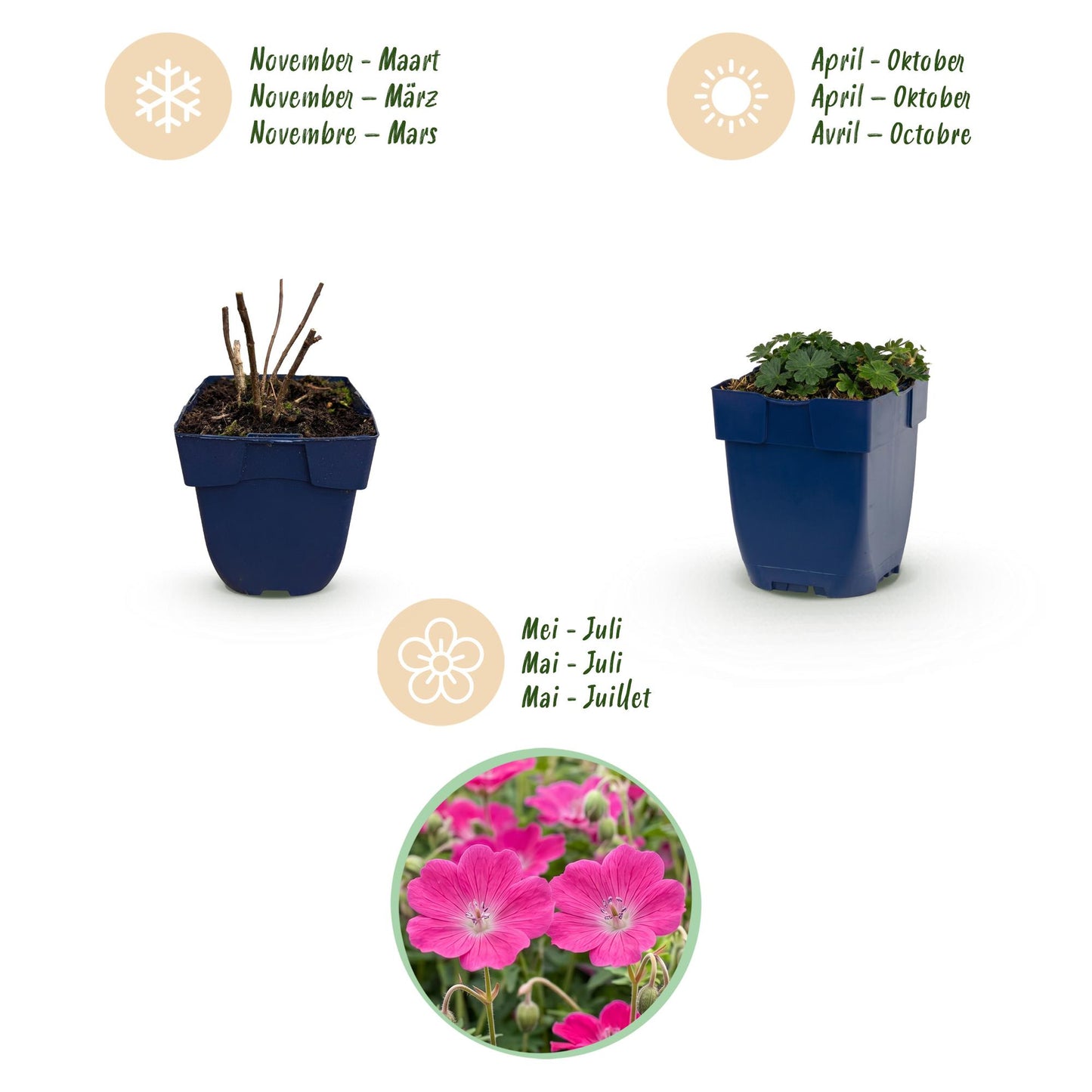 Vasteplant - Geranium sang. Max Frei - Ooievaarsbek - Bodembedekkend - Roze - 12 Planten - Pot 11cm - Hoogte 15-25cm
