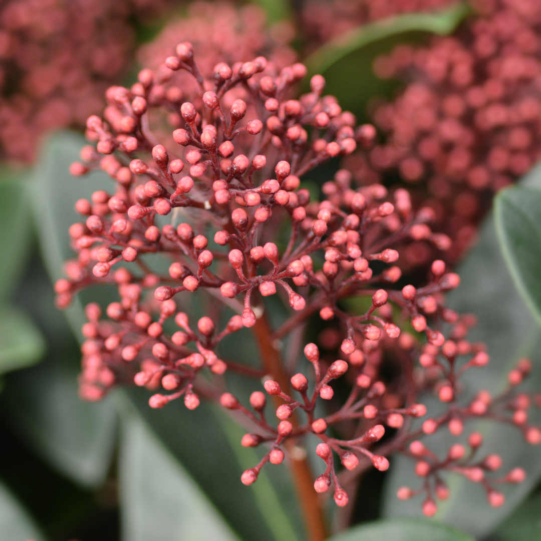 Set di 3 Skimmia 'Rubella' – Ø10,5 cm – ↨ 20-25 cm