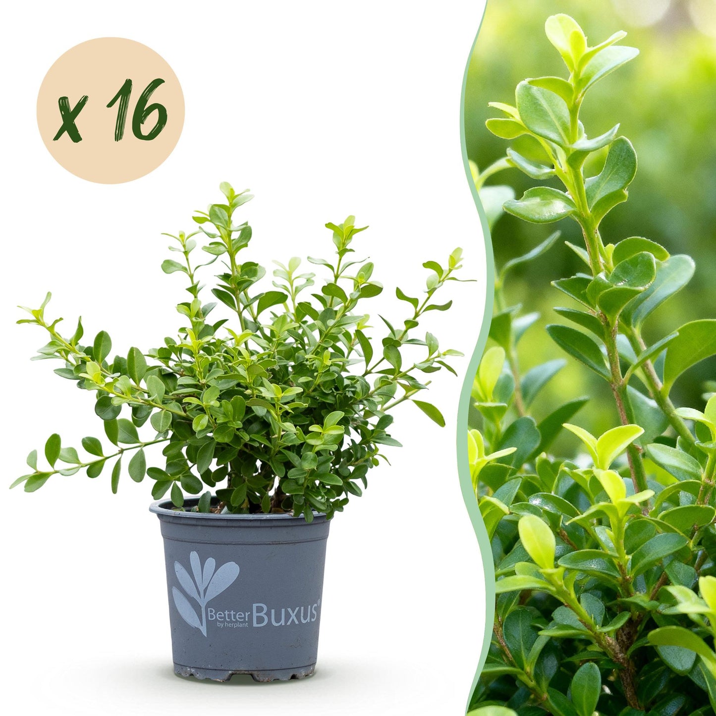 Green boutiQ - Buxus Hedge - BetterBuxus Babylon Beauty - Resistant to the Buxus blight - 16 plants - 2 linear meter - pot 9cm height 20-25