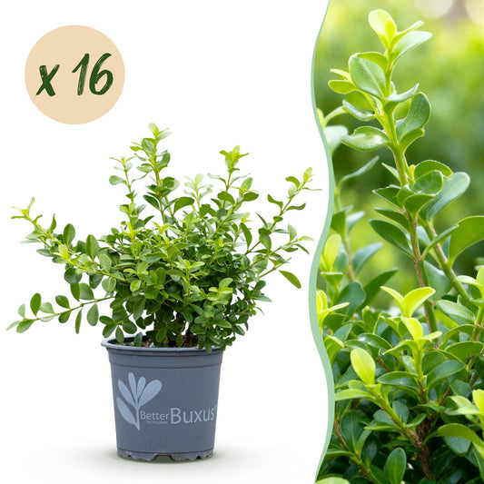 Green boutiQ - Buxus Hedge - BetterBuxus Babylon Beauty - Resistant to the Buxus blight - 16 plants - 2 linear meter - pot 9cm height 20-25