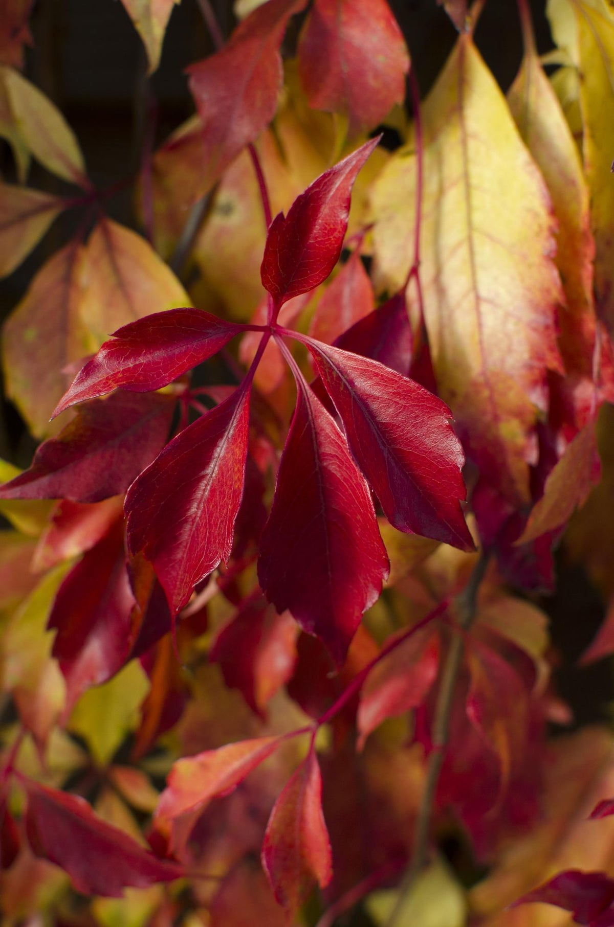 Parthenocissus henryana - Vite americana cinese - Ø15cm - ↕65cm