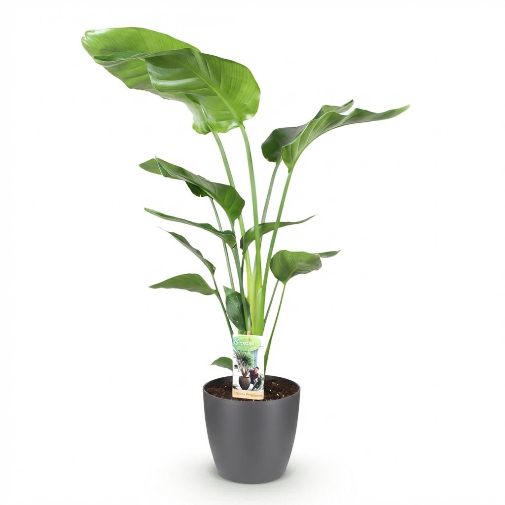 Green boutiQ - Houseplants - Strelitzia Nicolai - Bird of Paradise - Low maintenance - Green - 1 Plant - with Potter Grey - Pot 21cm - Height 110-120cm
