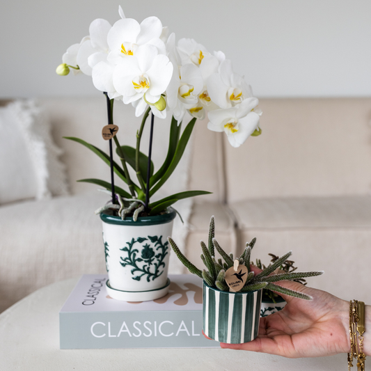 Orchidee Kolibri | Set di orchidea Amabilis bianca in un vaso Malaga e una succulenta in un vaso Painted Stripe verde - dimensioni del vaso Ø9 cm e Ø6 cm | pianta da appartamento fiorita - fresca dal coltivatore