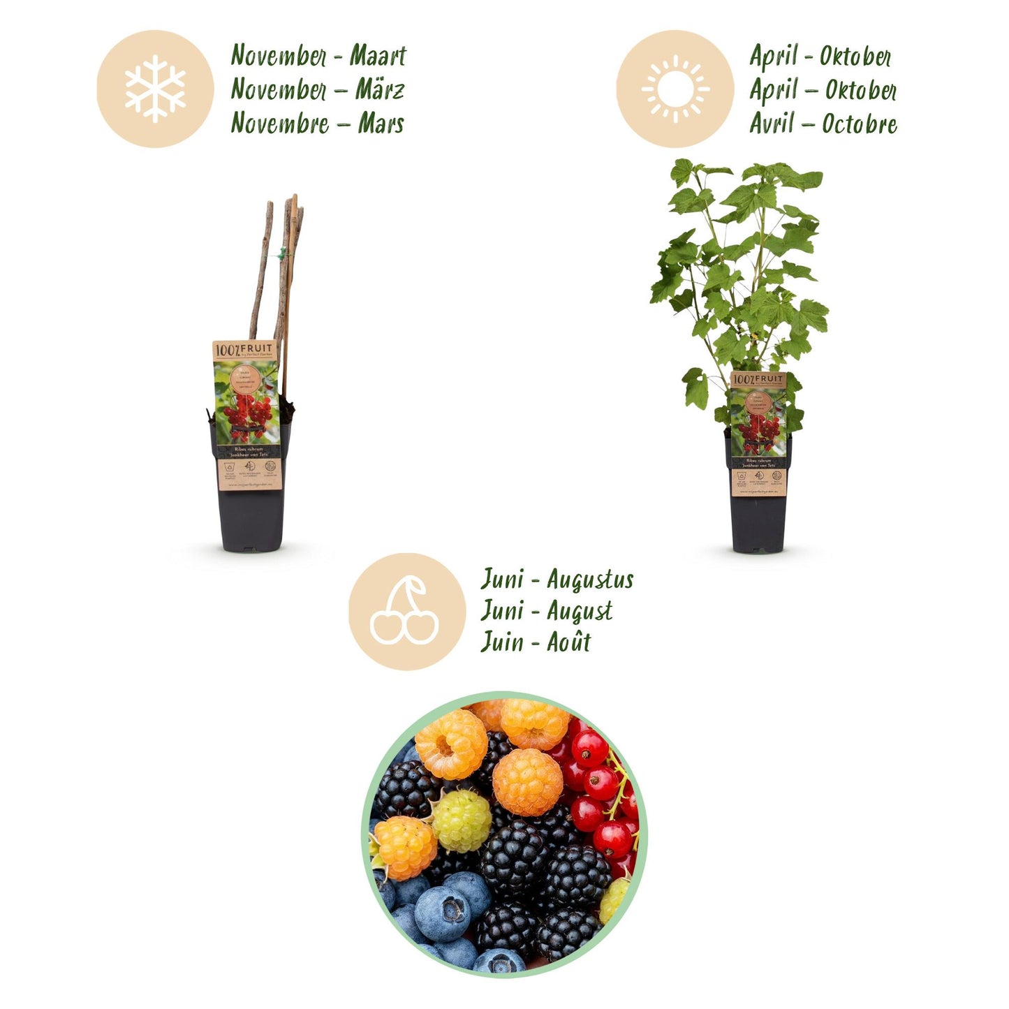 Fruit Plant - Ribes - Rubus - Vaccinium Mix - Rainbow - Hardy - Red Currant - Black Berry - Yellow Raspberry - Blueberry - 4 Plants - Pot 15cm - Height 50cm