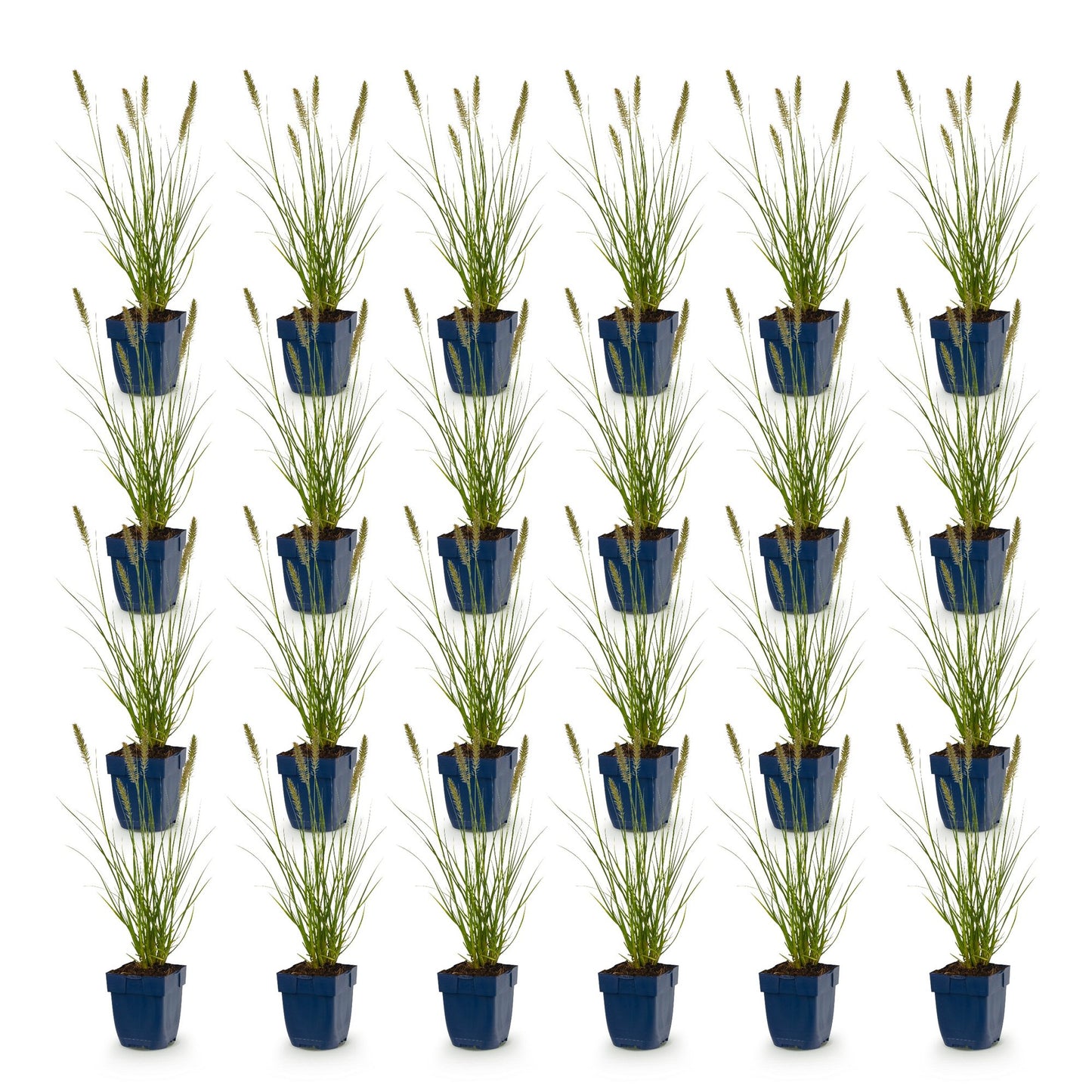 Grassen - Pennisetum alop. Hameln - Lampenpoetsergras - Met Pluim - Groen - 24 Planten - Pot 11cm - Hoogte 15-25cm