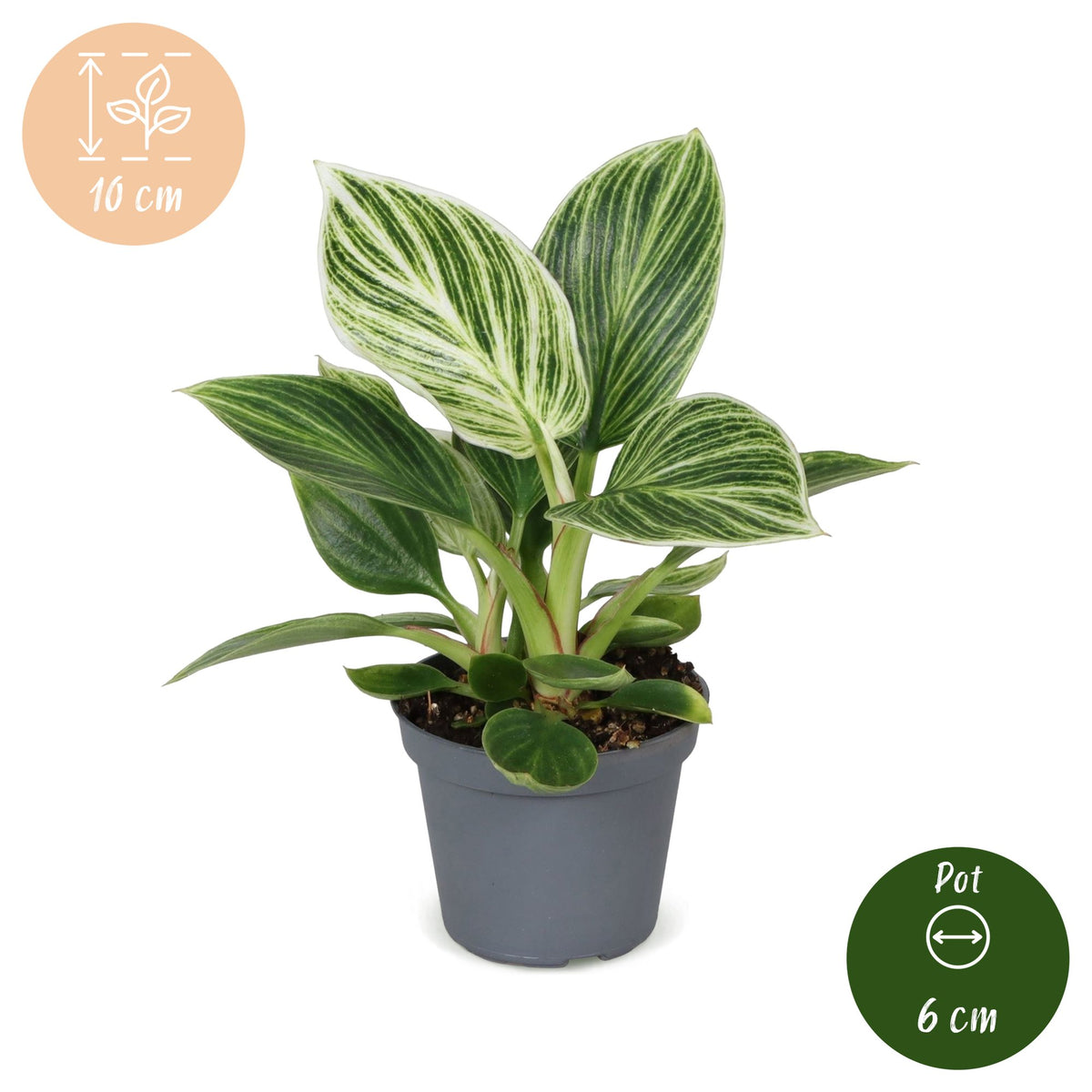 Philodendron Witte Maat - Philodendron White Measure - Groen - Wit - Tropisch - Ø6cm - ↕10cm