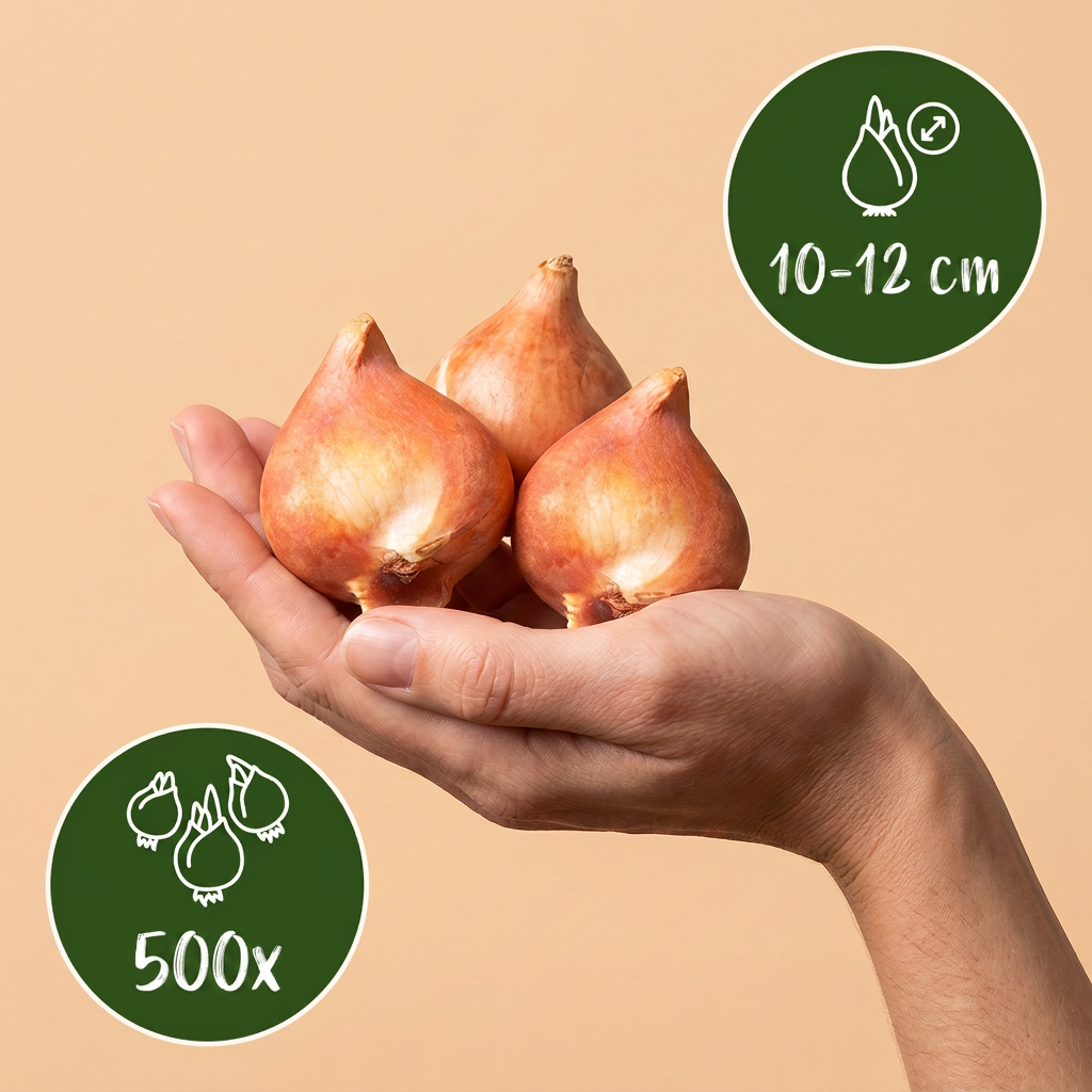 500x Bulb Garden Blue - Blauwe bollentuinmix - Diversen - Zomerbloeier - Bolmaat 10/12