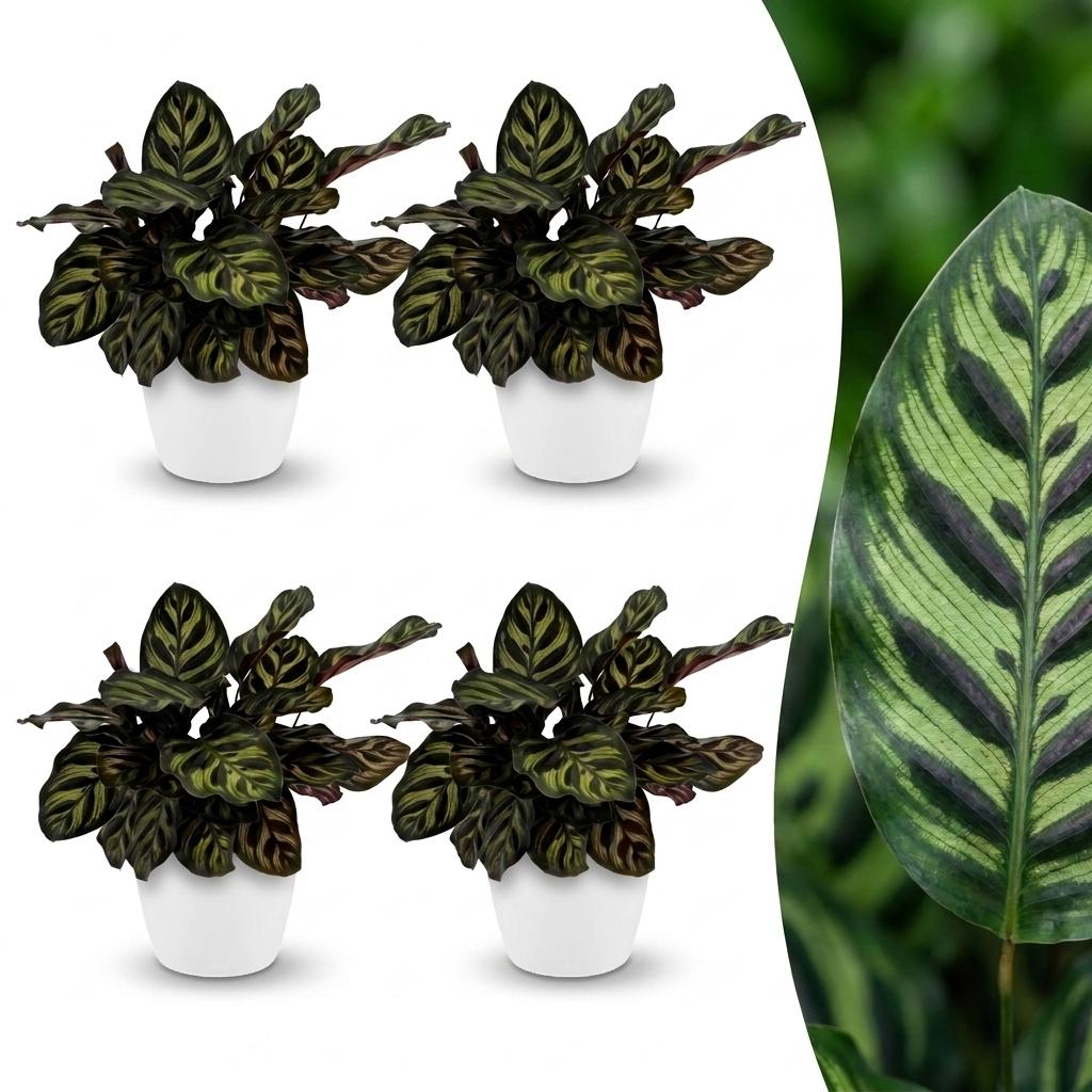 Green boutiQ - Calathea Makoyana - Peacock Plant - 4 Plants - with Potter Wit - Pot 12cm - Height - 25cm