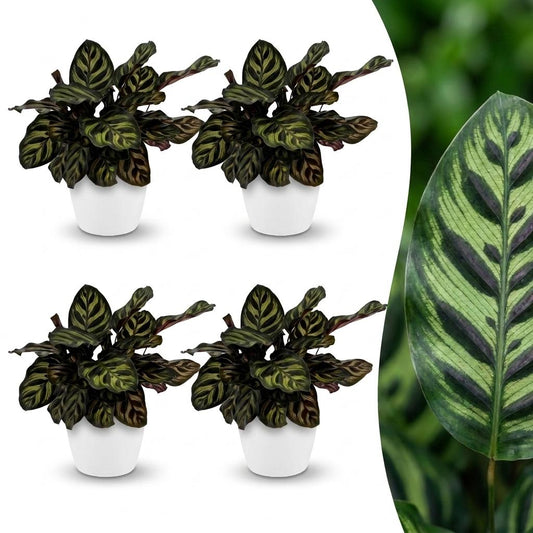 Green boutiQ - Calathea Makoyana - Peacock Plant - 4 Plants - with Potter Wit - Pot 12cm - Height - 25cm