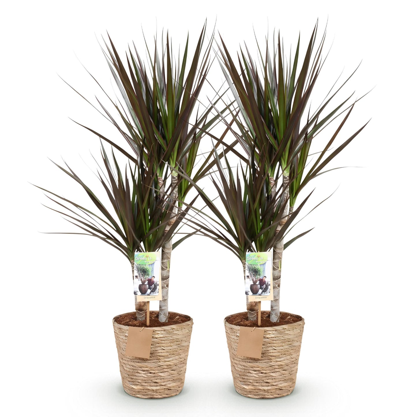 Green boutiQ - Houseplants - Dracaena Magenta - Dragon Blood Tree - Low maintenance - with basket - Red - 2 Plants - Pot 17cm - Height 70-80cm