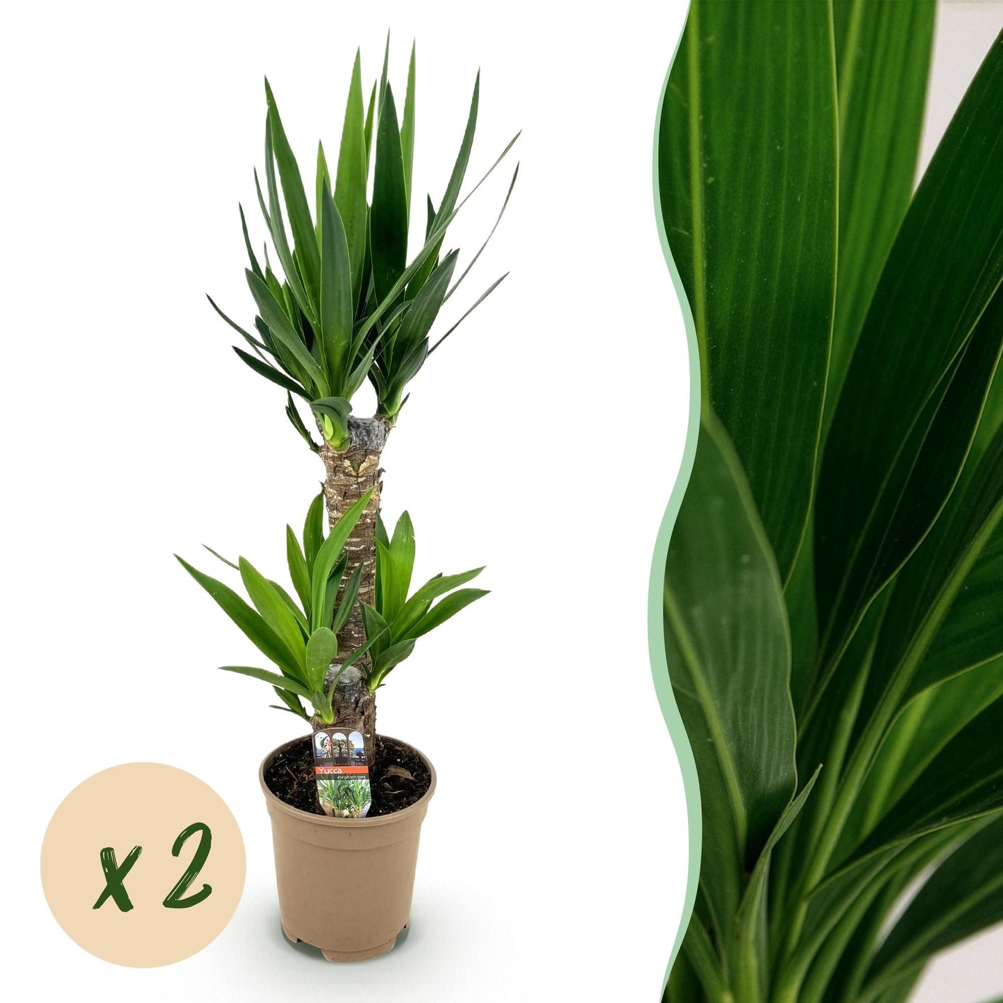 Green boutiQ - Houseplant - Yucca elephantipes - Yucca - Low maintenance - Green - 2 - Pot 17cm - Height 75cm