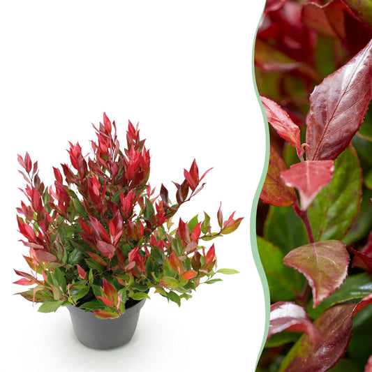 Pianta da giardino - Leucothoe Little Flame - Rossa - 1 Pianta - Sempreverde - Poca manutenzione - Vaso 17cm Altezza 40cm