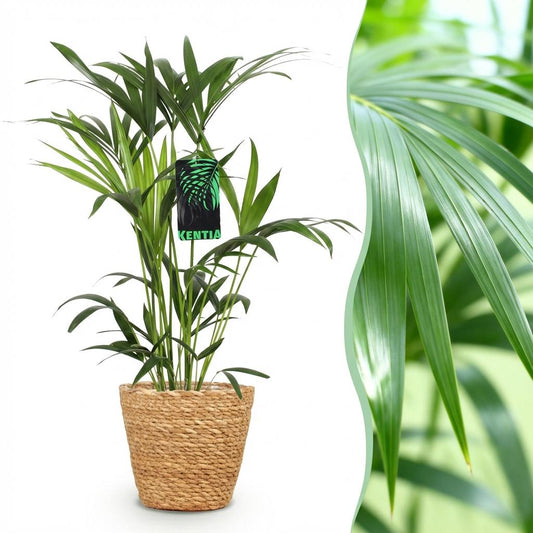 Green boutiQ - Houseplant - Howea Forsteriana - Kentia Palm - Low Maintenance - Green - 1 Plant - with Basket - Pot 19cm - Height 80-85cm