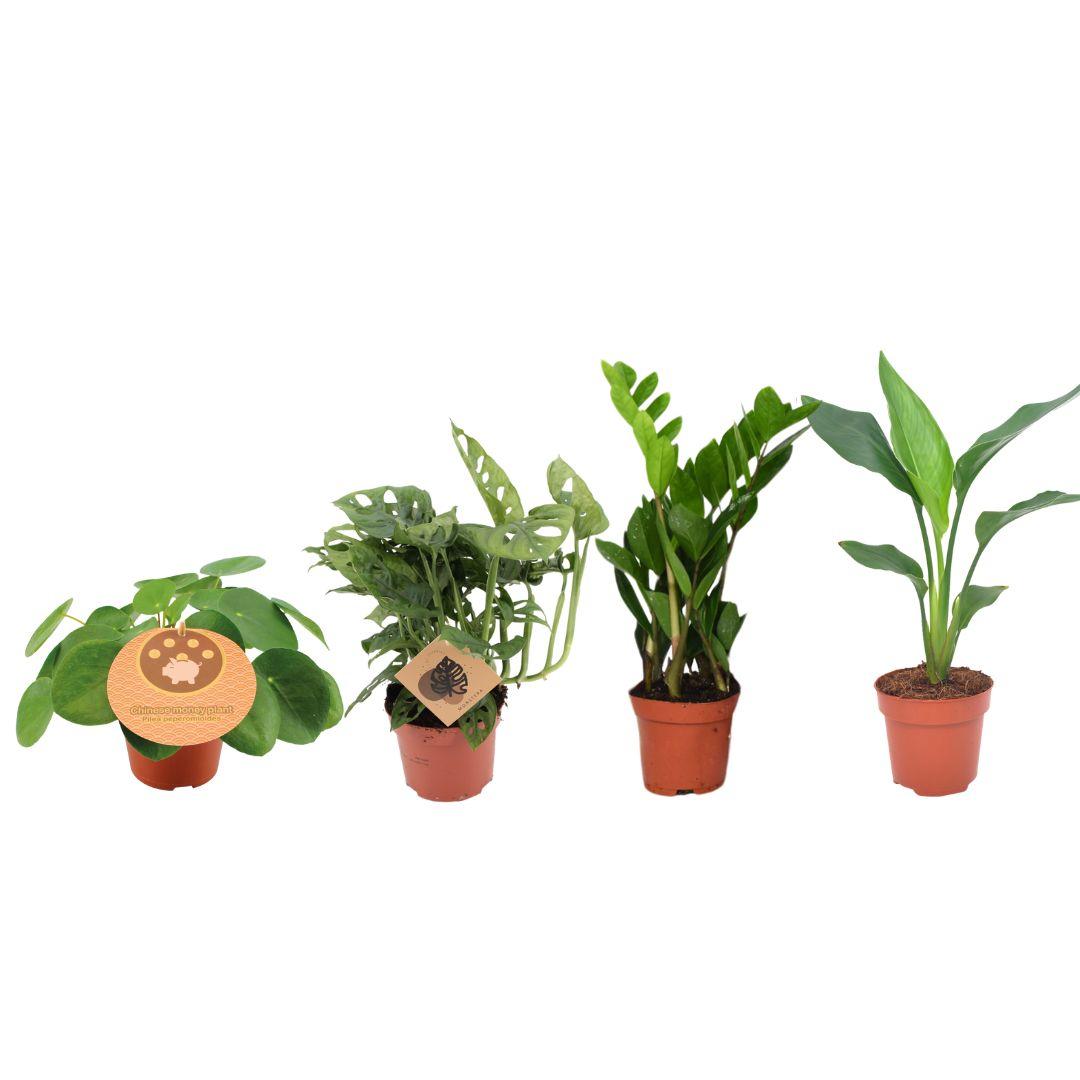 Must-have Plant Box - 4 pieces - Ø12cm - ↕20-40cm