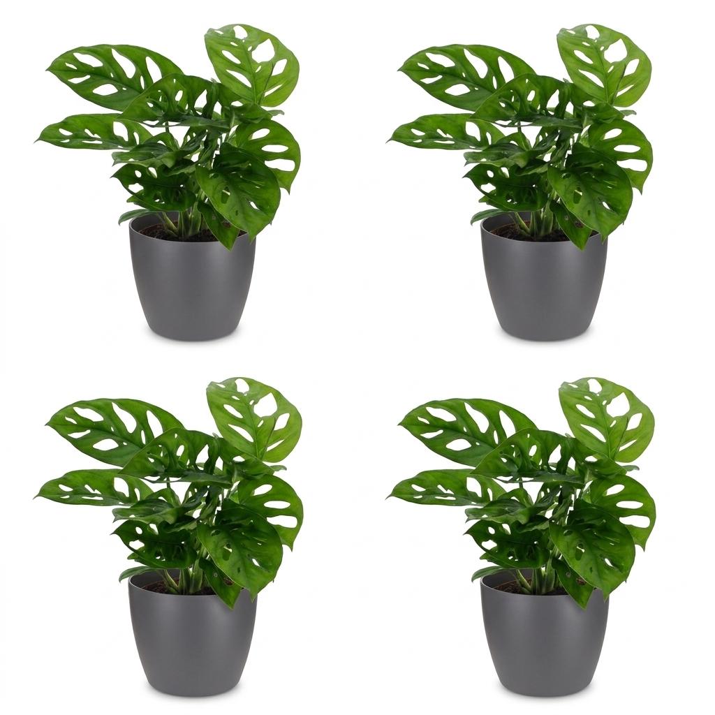 Green boutiQ - Monstera Adansonii - Monstera Adansonii - 4 Plants - with Grey Pot - Pot 12cm - Height 25cm