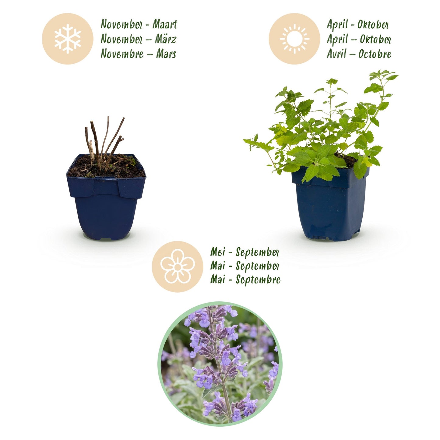Vasteplant - Nepeta faassenii - Kattenkruid - Bijen- en vlinderlokkers - Paars - 1 Plant - Pot 11cm - Hoogte 15-25cm