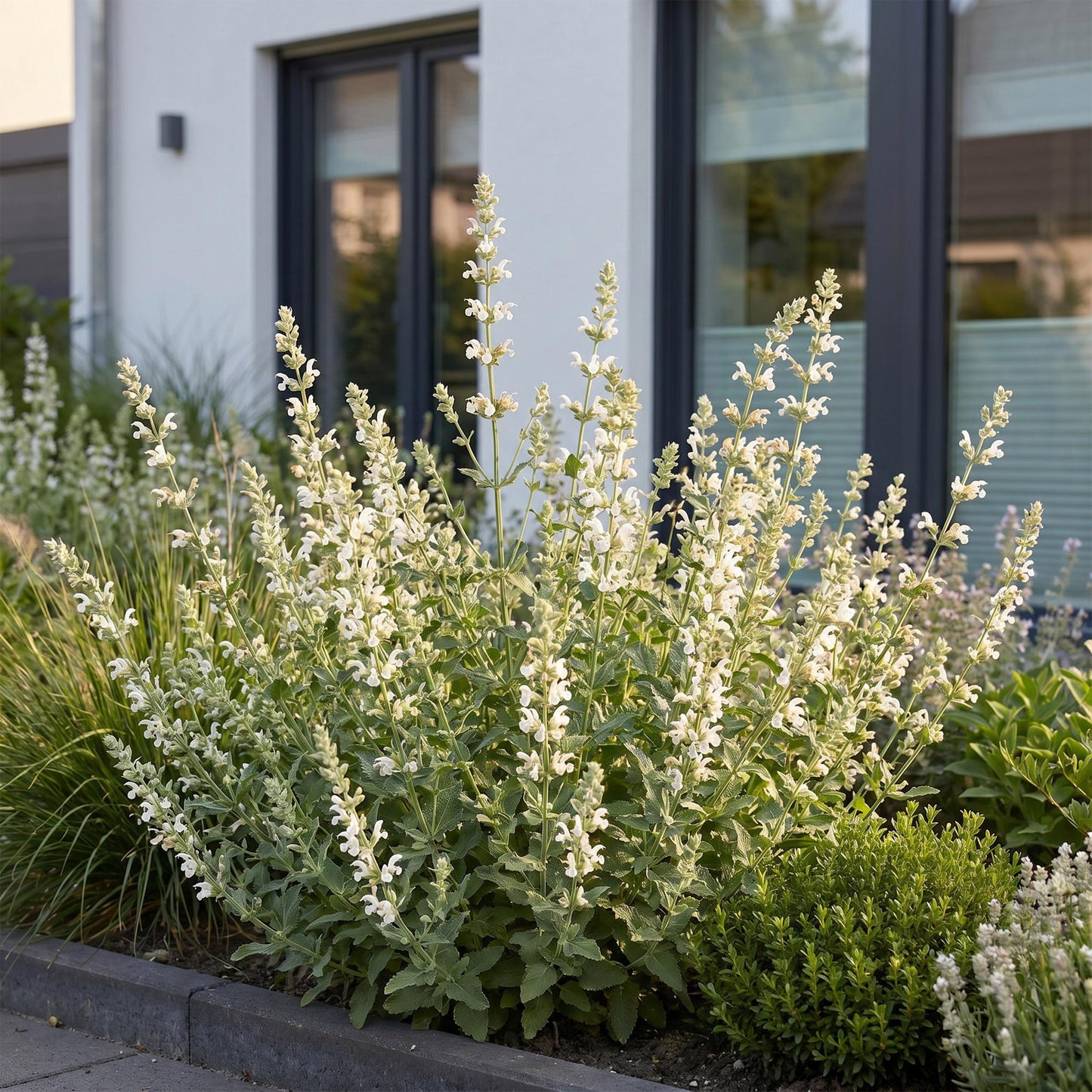 Perennial - Nepeta faassenii Snowflake - Catmint - Bee and Butterfly Attractor - White - 1 Plant - 11cm Pot - 15-25cm Height