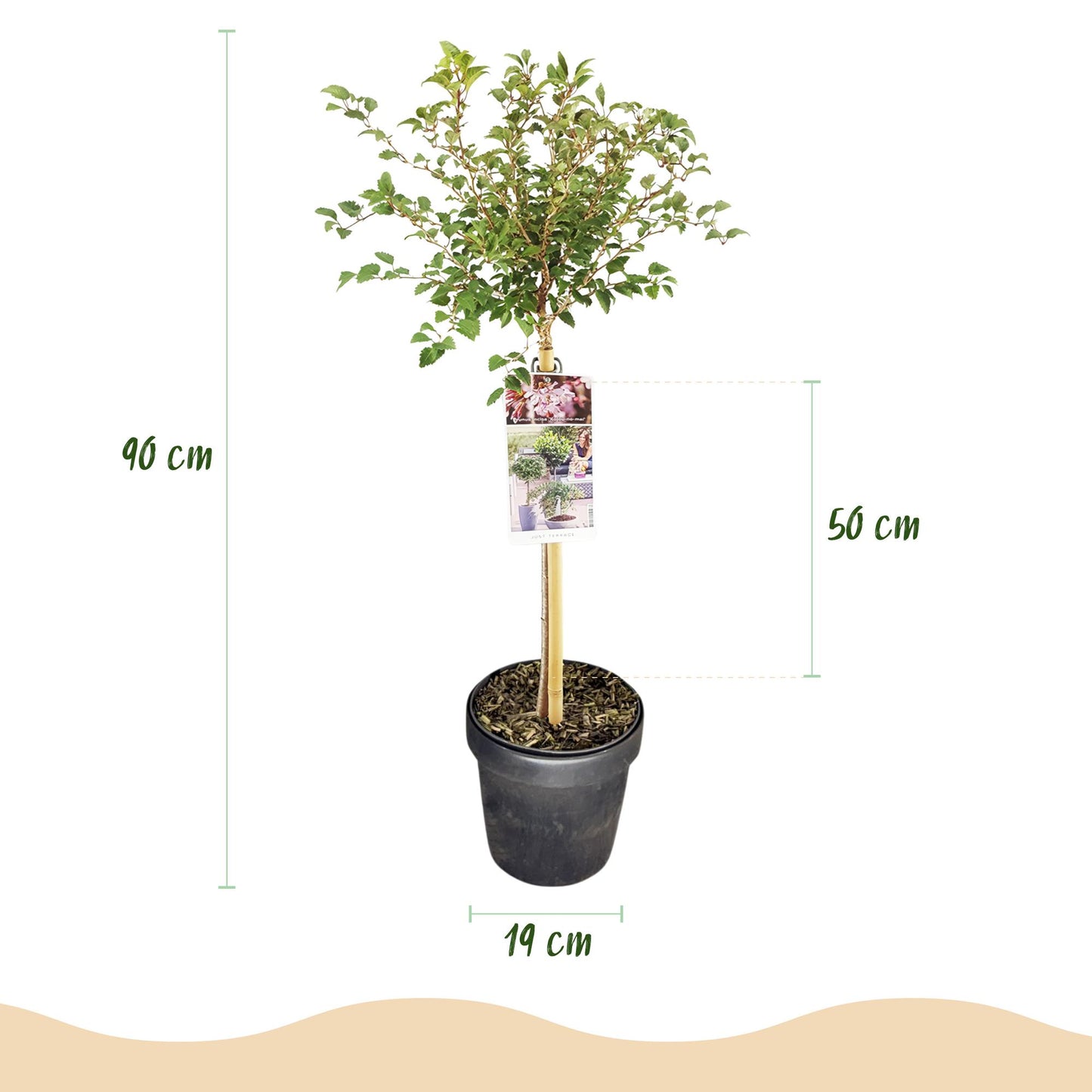Green boutiQ - Plant op Stam - Prunus incisa Koujou-no-mai - Terras Plant - Bladverliezend - Winterhard - Witte Bloem - Pot 19cm Hoogte 90cm