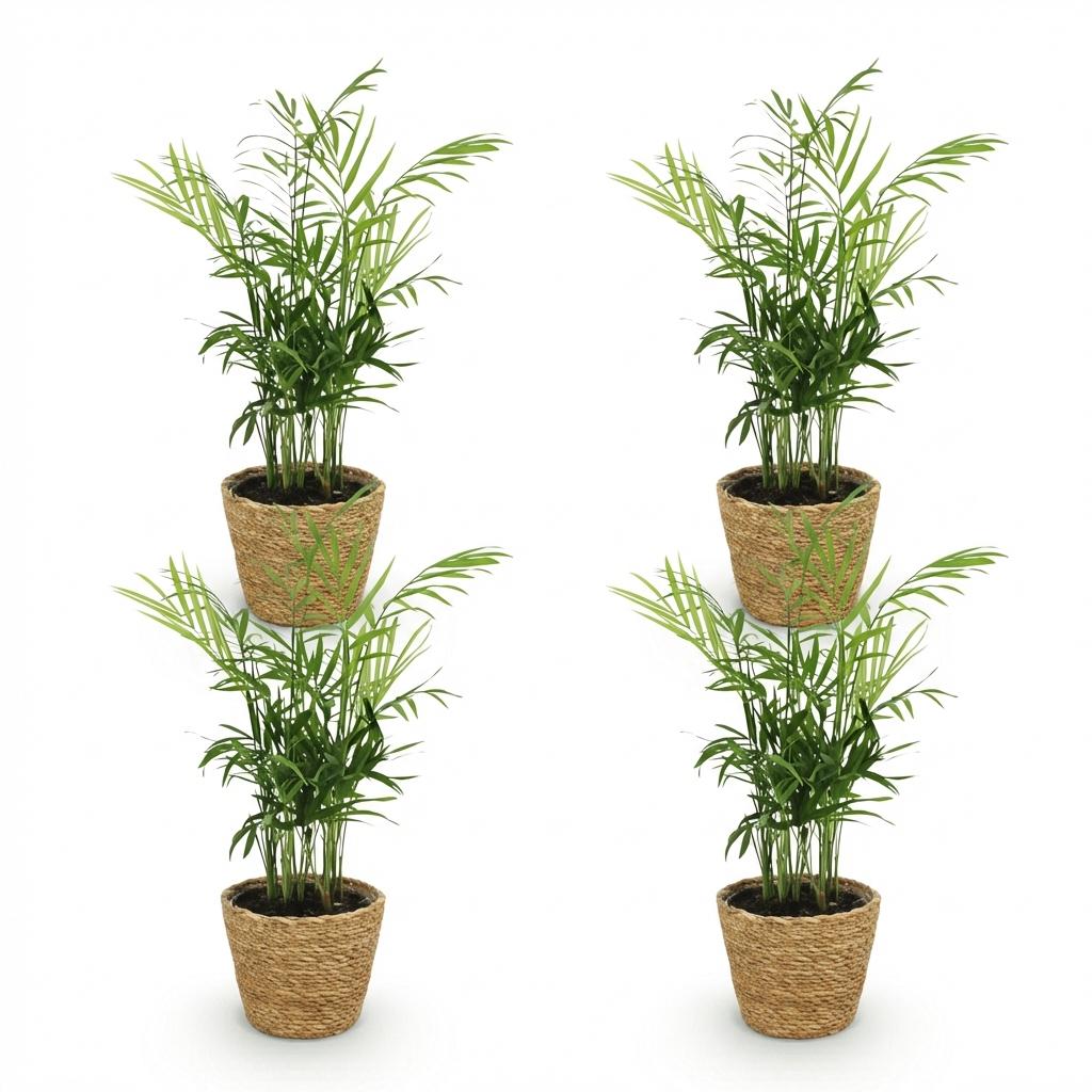 Green boutiQ - Houseplant - Chamaedorea elegans - Gold Palm - Pet-Friendly Plant - Green - 4 Plants - with Basket - Pot 12cm - Height 15cm
