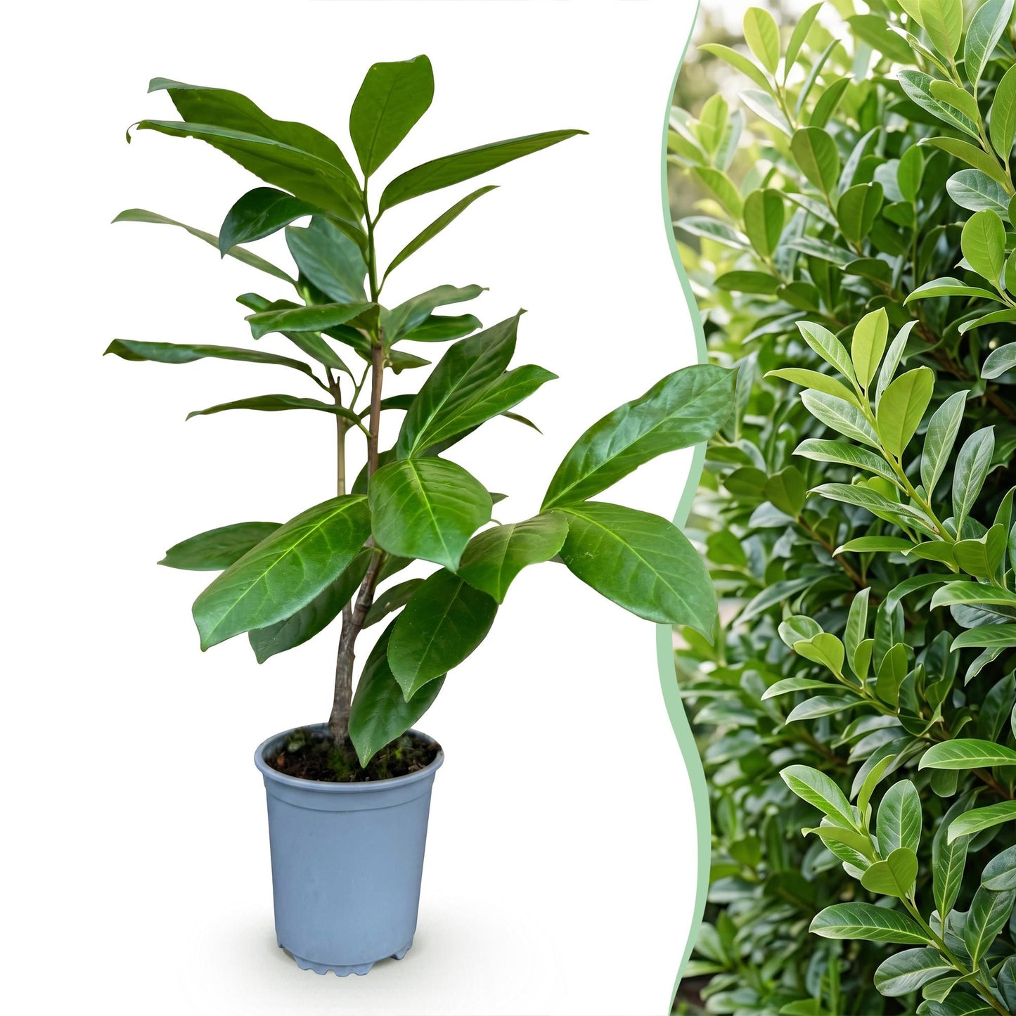 Green boutiQ - 16x Prunus laur. Rotundifolia - Cherry Laurel - Hedge Plants - Evergreen - Green - Pot 9cm - Height 25-35cm