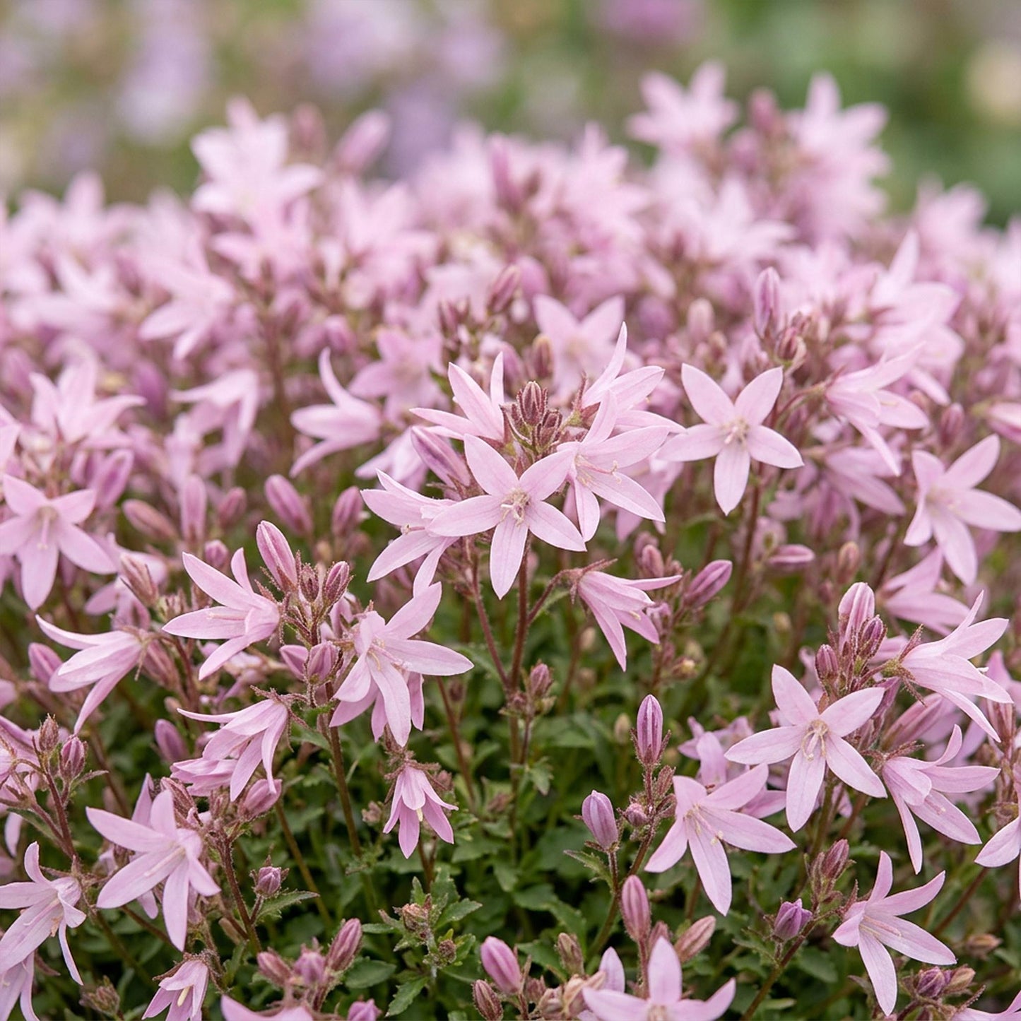 Vasteplant - Campanula posch. Lisduggan Variety - Perzikbladklokje - Bodembedekkend - Wit - 1 Plant - Pot 11cm - Hoogte 15-25cm