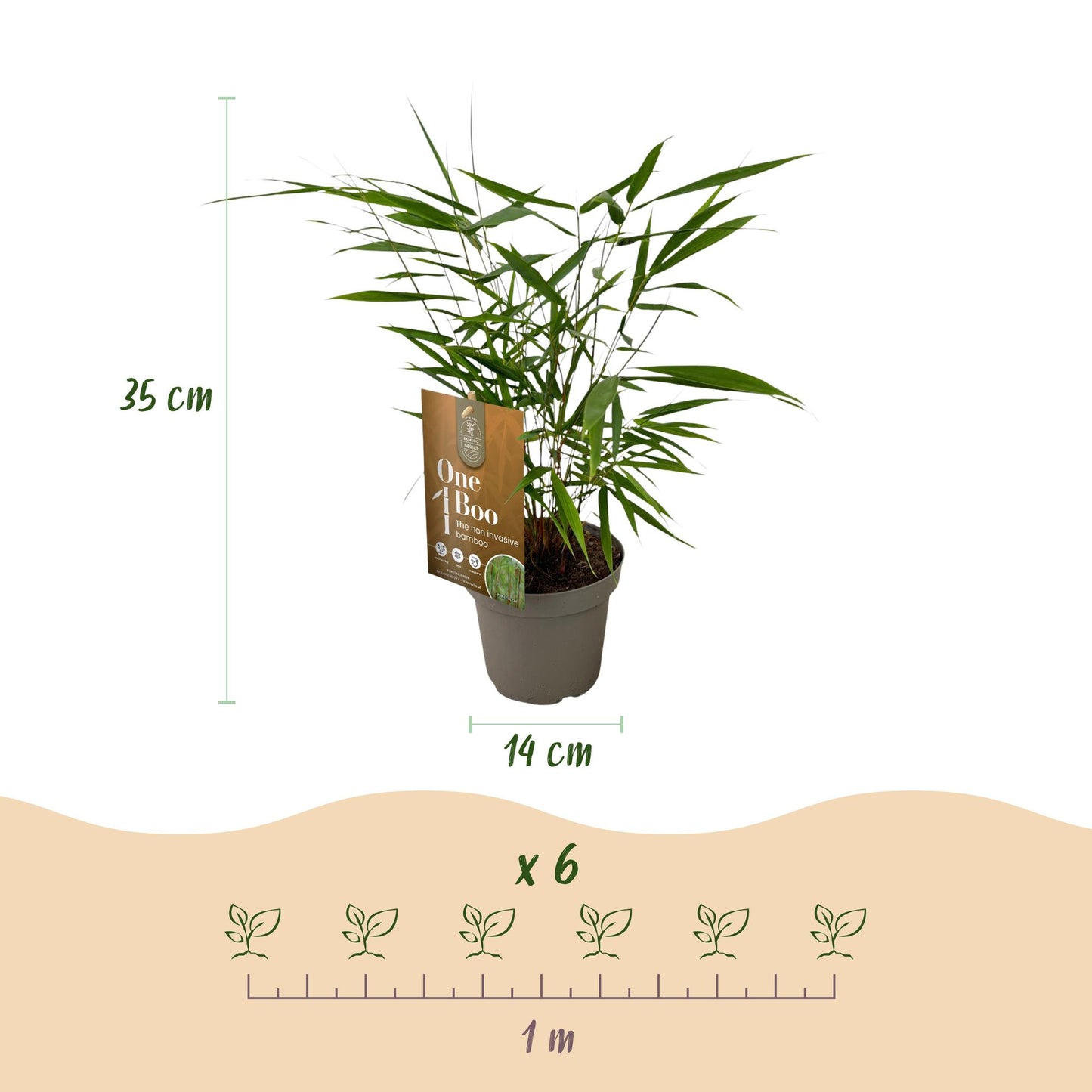 Grassen - Fargesia Asian Wonder - Niet Woekerende Bamboe - Bladhoudend - Groen - 2 Planten - Pot 14 cm - Hoogte 35 cm