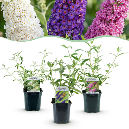 Pianta da giardino - Buddleja davidii Tricolore - Albero delle farfalle - Resistente al freddo - Blu - Rosa - Bianco - 3 Piante - Vaso 17cm - Altezza 45cm