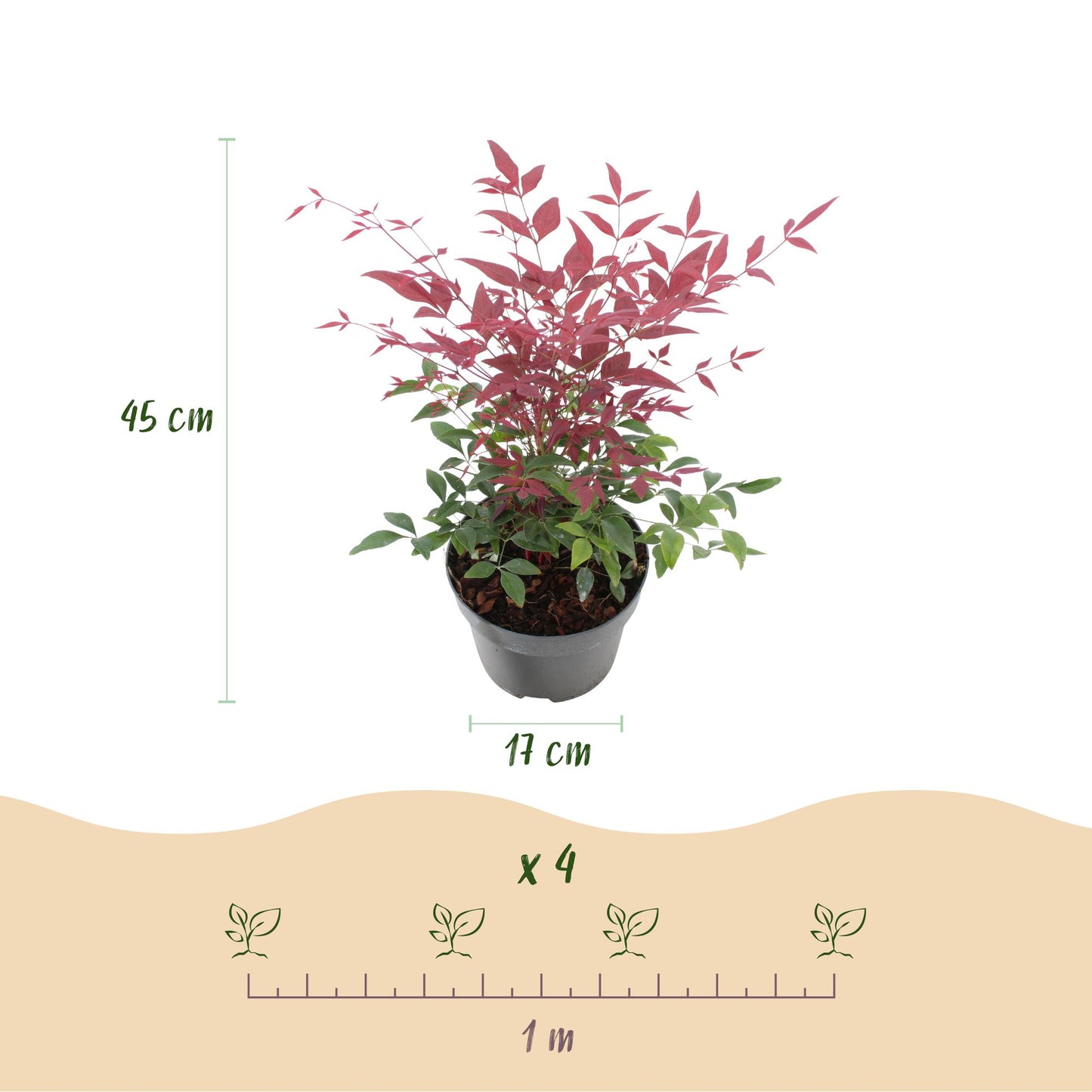 Green boutiQ - Pianta da giardino - Nandina tricolore - Giallo, rosso e arancione - 3 piante - Sempreverde - Bassa manutenzione - Vaso 17 cm Altezza 45 cm