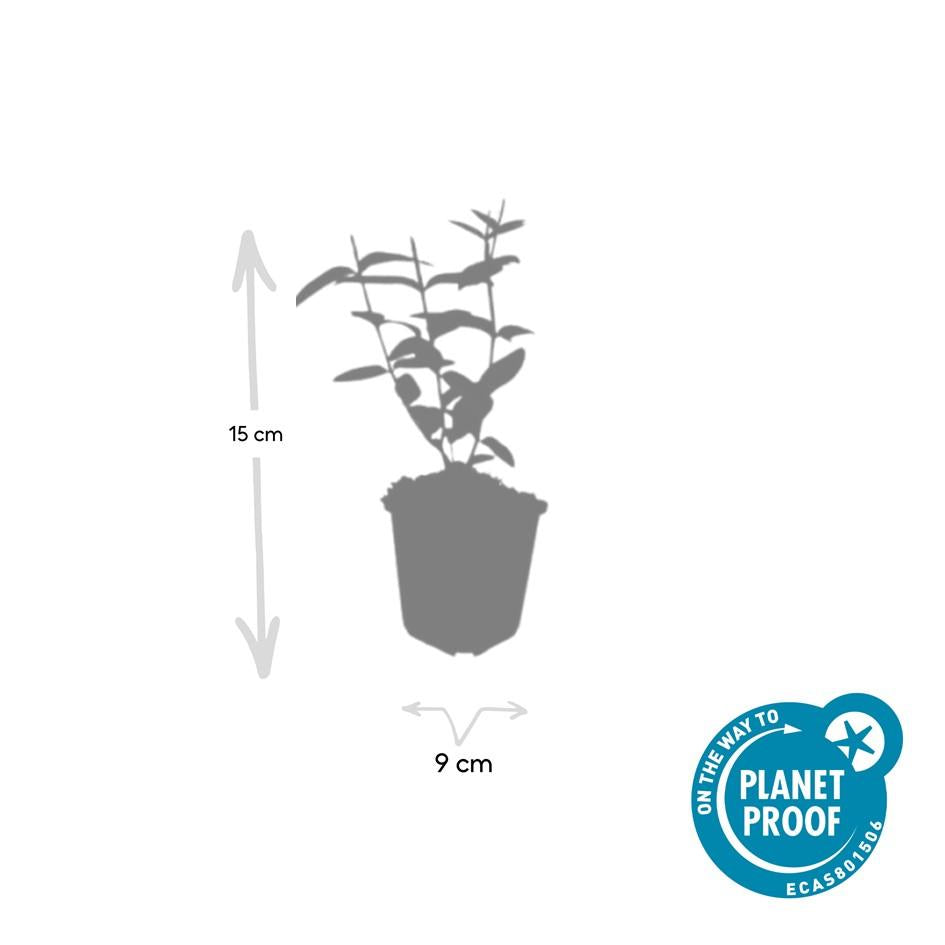 48x Hypericum inodorum 'Rheingold' - ↕10-25cm - Ø9cm