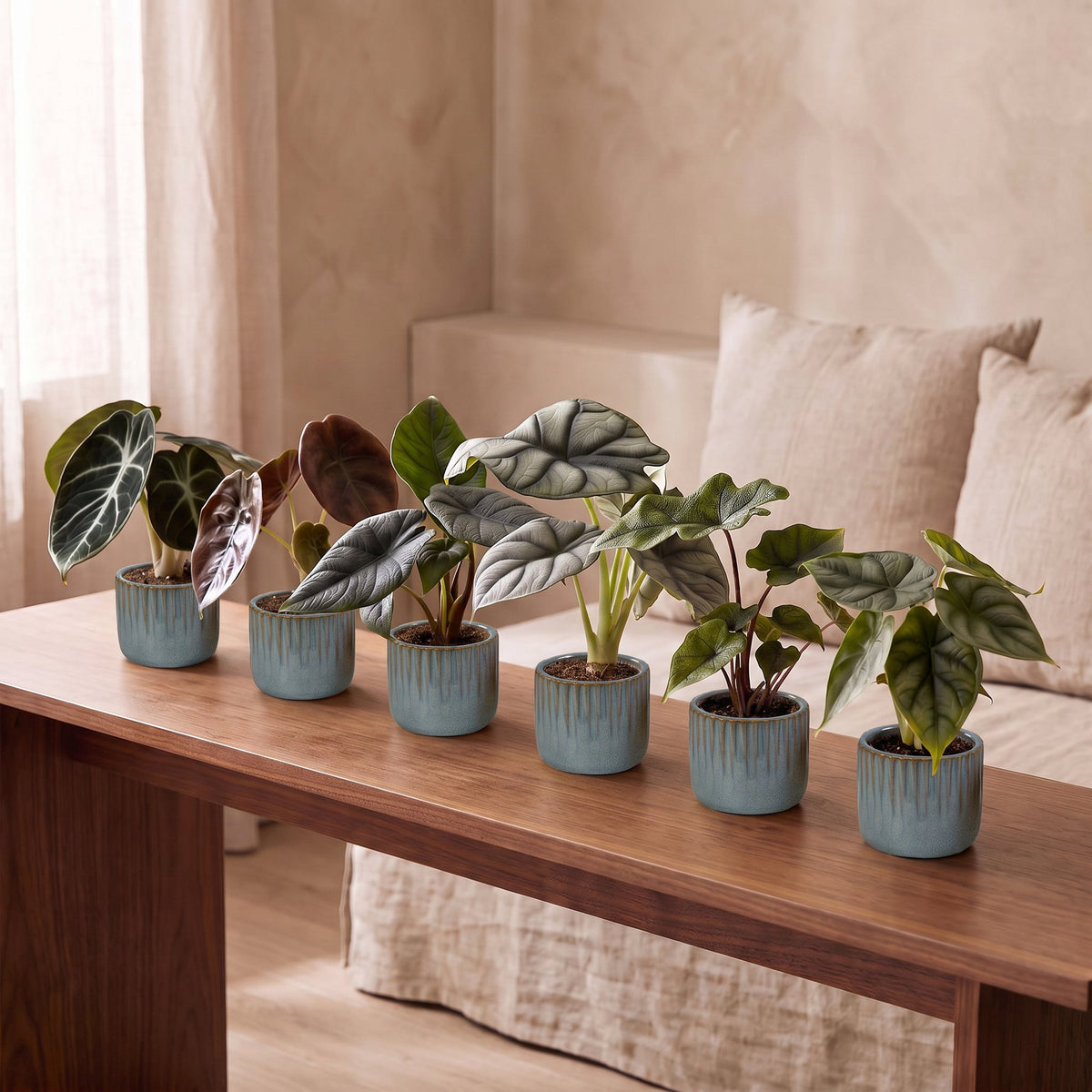 6x Baby Alocasia Familie - Rood - Groen - Zwart - Zilver - Grijs - Tropisch - incl. Linnea Misty Blue - Ø6cm - ↕12cm