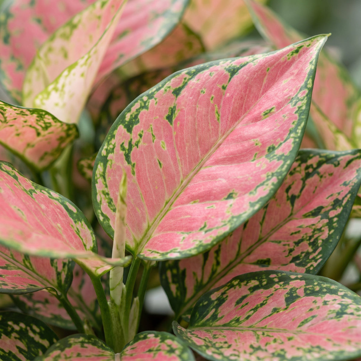 Aglaonema Red Valentine - Chinees groen - Roze - Tropisch - Ø6cm - ↕12cm