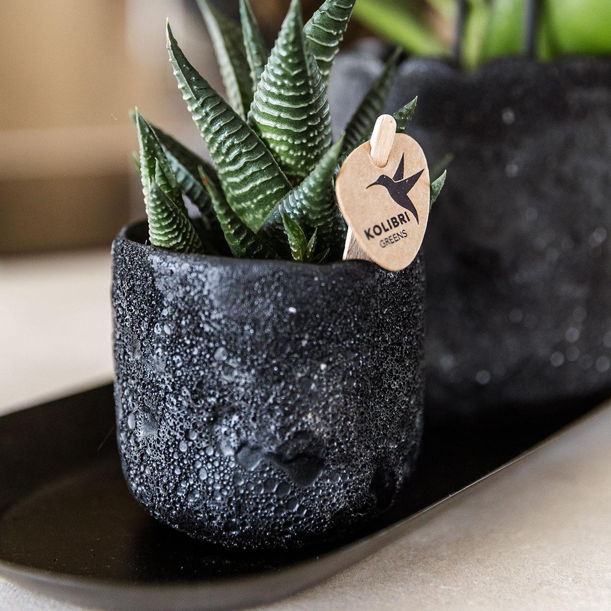 Kolibri Company | Set di piccole piante Urban Nature | Orchidea Phalaenopsis arancione Bolzano e succulenta incl. vasi decorativi in ​​ceramica su vassoio nero