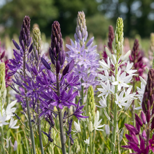 40x Camassia Leichtlinii Mix - Large Camas - Blue and White - Summer Bloomer - Bulb size 12/14