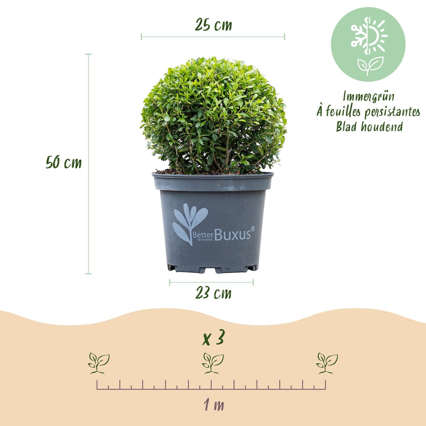 Green boutiQ - Buxus Ball - BetterBuxus Skylight - Resistant to Buxus Blight - 2 plants - pot 23cm ball 25cm