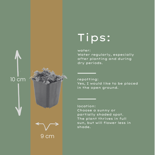 60x Campanula poscharskyana - ↕10-25cm - Ø9cm