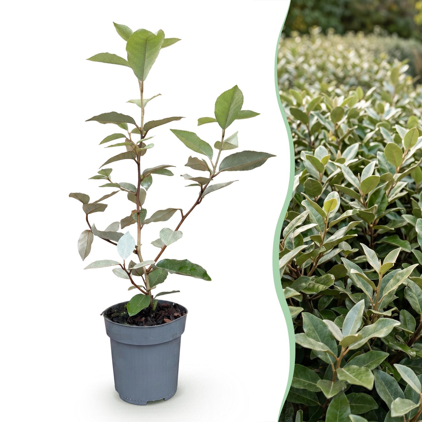 Green boutiQ - 8x Elaeagnus ebbingei Compacta - Oleaster - Hedge Plants - Evergreen - Grey - Pot 9cm - Height 25-35cm