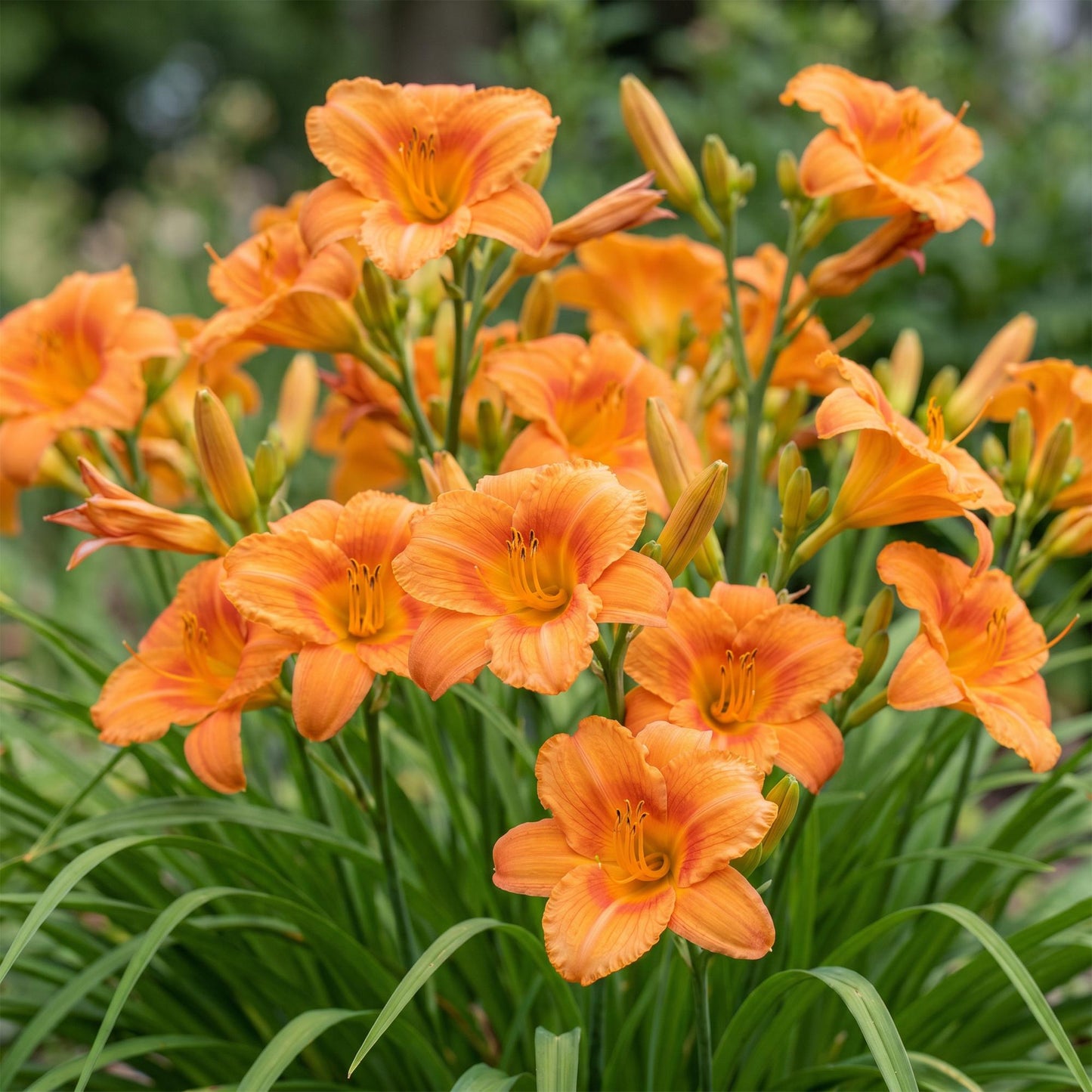 Green boutiQ - Plante vivace - Hemerocallis Mauna Loa - Hémérocalle - Attire les abeilles et les papillons - Orange - 12 Plantes - Pot 11cm - Hauteur 15-25cm