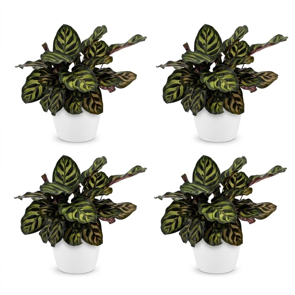 Green boutiQ - Calathea Makoyana - Peacock Plant - 4 Plants - with Potter Wit - Pot 12cm - Height - 25cm