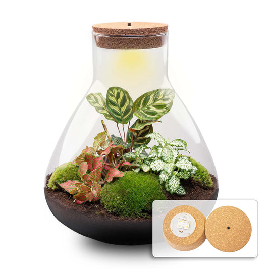 DIY Plant terrarium with light - Sam XL Red - Ø 30 cm ↑ 32 cm - No tools