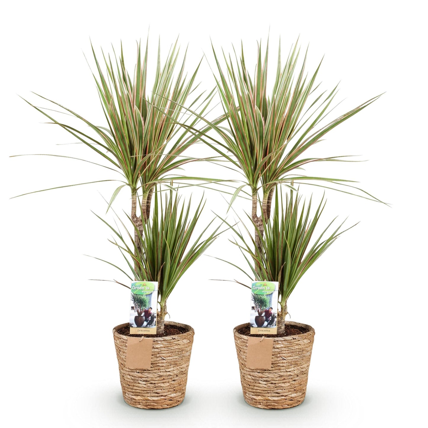 Green boutiQ - Houseplants - Dracaena Sunray - Dragon Blood Tree - Low maintenance - with basket - Green - yellow - 2 Plants - Pot 17cm - Height 70-75cm