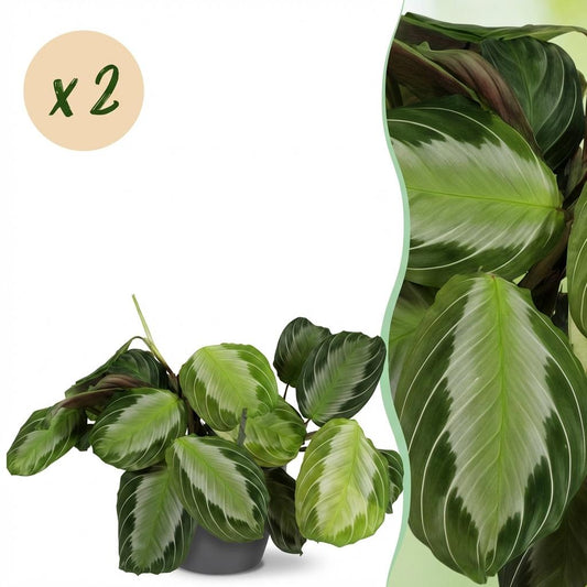 Kamerplant - Maranta Fascinator Silverband - Gebedsplant - Huisdiervriendelijke Plant - Groen - 2 Planten - met Potter Grijs - Pot 12cm - Hoogte 25cm