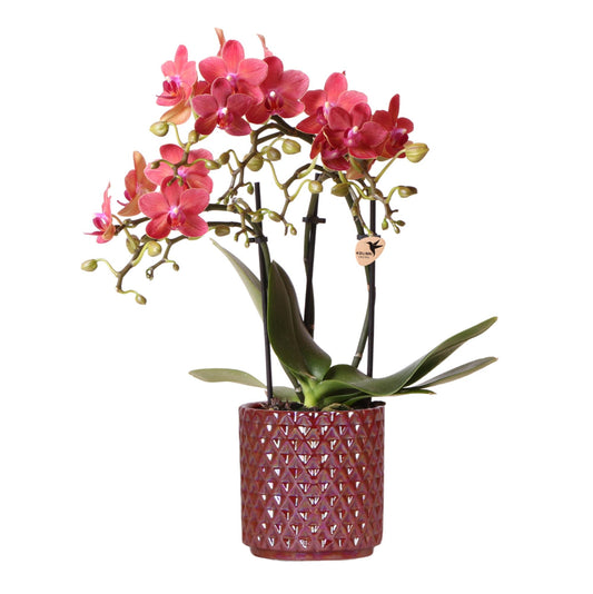 Orchidee Hummingbird | orchidea phalaenopsis rossa Congo + Diamond Pearl Pot rossa - dimensioni del vaso Ø9cm | pianta da appartamento fiorita - fresca dal coltivatore