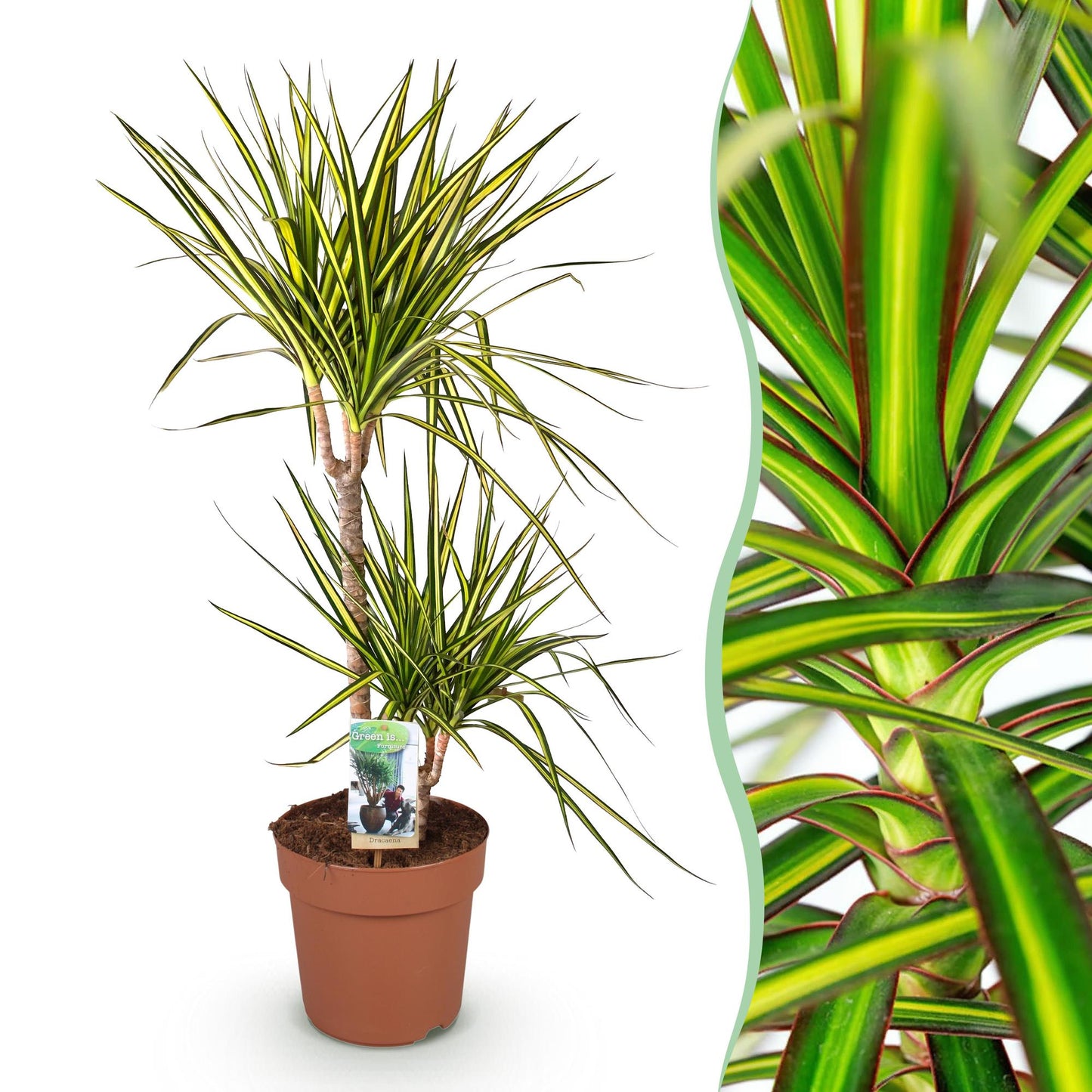 Green BoutiQ - Green is... Houseplants - Dracaena Sunray - Dragon Blood Tree - Low maintenance - Green - 1 Plant - Pot 21cm - Height 90-100cm