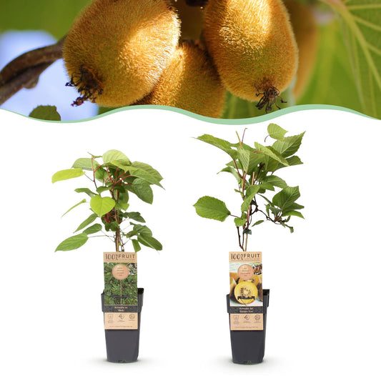 Fruit Plant - Actinidia Weiki & Golden Kiwi - Kiwi Plant - 1 Male - 1 Female - Plants - Yellow - Pot 15cm - Height 50cm