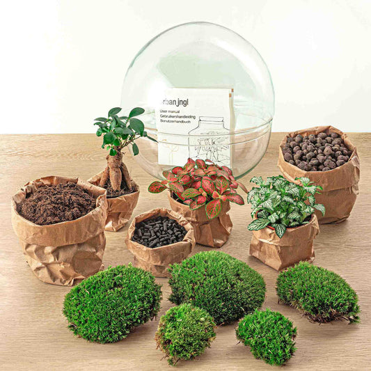 DIY terrarium - Dome XL - Ficus Ginseng Bonsai - ↕ 28 cm - Normal