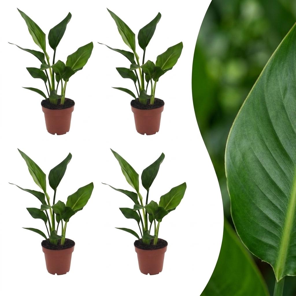 Strelitzia Reginea - Paradijsvogelbloem - 4 Planten - Pot 12cm - Hoogte - 35cm
